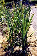 Allium sativum-Ail