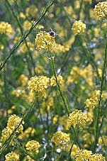 Brassica nigra-Moutarde