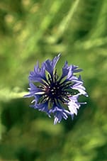 Centaurea cyanus-Bleuet