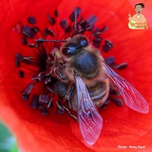 Piqûre d’abeille