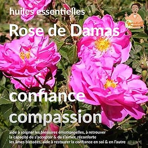 Rose de Damas : aromathérapie énergétique
