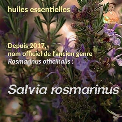 Salvia rosmarinus