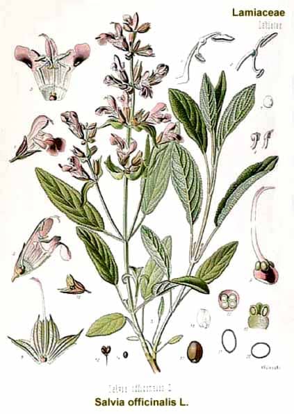 Salvia officinalis-2