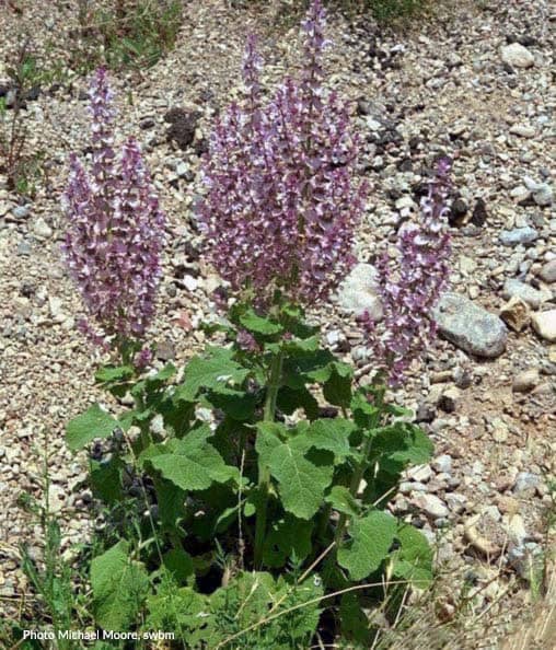 Salvia sclarea Salvia sclarea