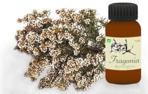 Essentielle Marguerite - Huile essentielle de fragonia Huile essentielle de fragonia