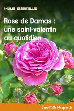 essentielle-marguerite-rose-valentin Huile essentielle de rose de Damas