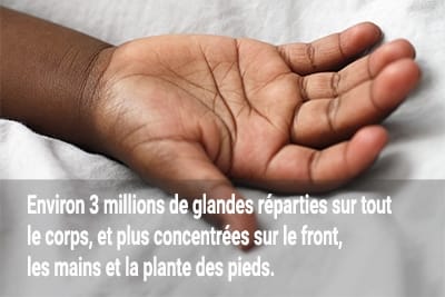 3 millions de glandes eccrines 3 millions de glandes eccrines