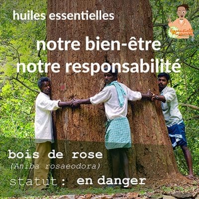 En danger : le bois de rose En danger : le bois de rose