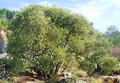 Arbuste jojoba Arbuste jojoba