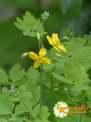Chelidonium majus, remède naturel contre les verrues Chelidonium majus, remède naturel contre les verrues