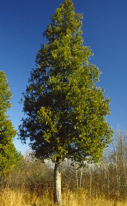 Thuya occidentalis, natif au Québec Thuya occidentalis, natif au Québec