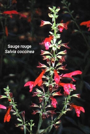 Salvia coccinea Salvia coccinea