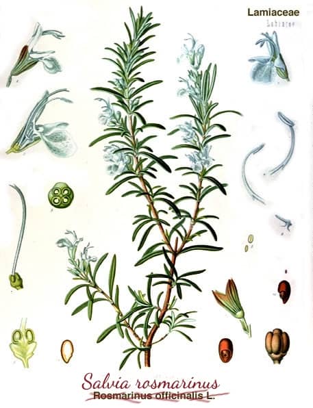 Rosmarinus officinalis Rosmarinus officinalis