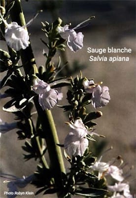 Salvia apiana Salvia apiana