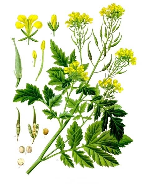Moutarde blanche (Sinapis alba) Moutarde blanche (Sinapis alba)
