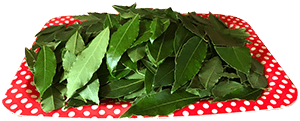 Huile essentielle laurier noble feuilles Huile essentielle laurier noble feuilles
