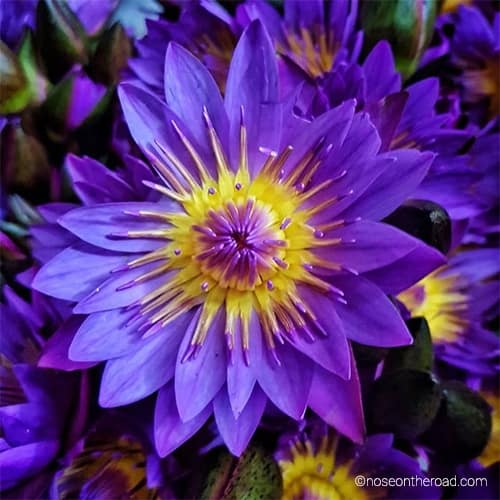 Lotus bleu – Sri Lanka – noseontheroad Lotus bleu – Sri Lanka – noseontheroad