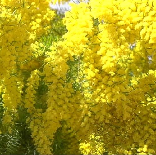 Le mimosa de Théo – noseontheroad Le mimosa de Théo – noseontheroad