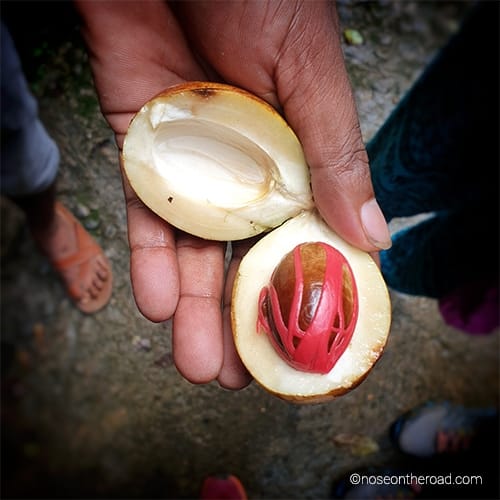 Noix de muscade – Sri Lanka – noseontheroad Noix de muscade – Sri Lanka – noseontheroad
