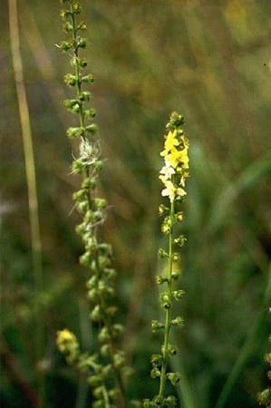 Agrimonia eupatoria-Aigremoine Agrimonia eupatoria-Aigremoine