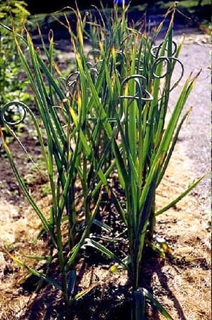 Allium sativum-Ail Allium sativum-Ail