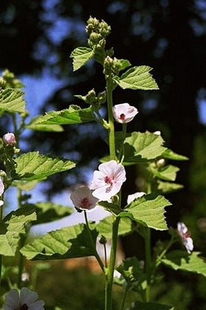 Althaea officinalis-Guimauve Althaea officinalis-Guimauve
