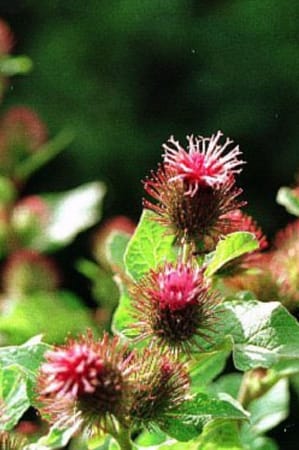 Arctium Lappa-Bardane Arctium Lappa-Bardane