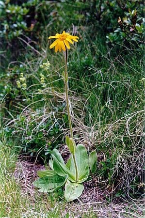 Arnica montana-Arnica Arnica montana-Arnica