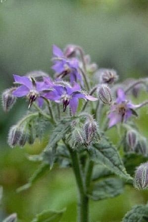 Borago officinalis-Bourrache Borago officinalis-Bourrache