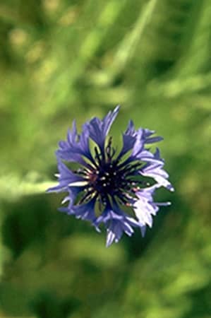 Centaurea cyanus-Bleuet Centaurea cyanus-Bleuet