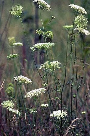 Daucus carota-Carotte Daucus carota-Carotte