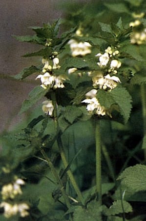 Lamium album-Ortie blanche Lamium album-Ortie blanche