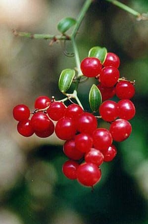 Smilax aspera-Salsepareille Smilax aspera-Salsepareille