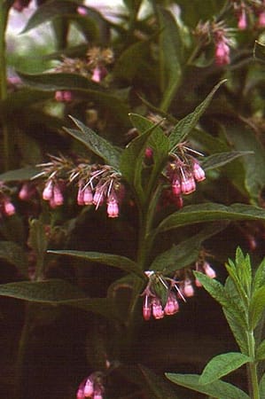 Symphytum officinale-Consoude Symphytum officinale-Consoude