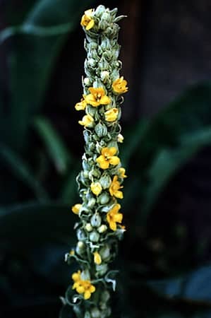 Verbascum thapsus-Bouillon-blanc Verbascum thapsus-Bouillon-blanc