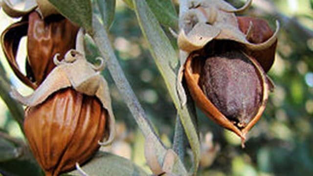 Huile de jojoba Huile de jojoba