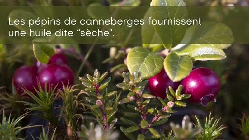Pépins de canneberges – huile sèche Pépins de canneberges – huile sèche