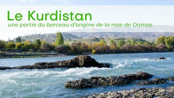 Kurdistan et rose de Damas Kurdistan et rose de Damas