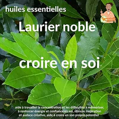 Laurier noble énergétique Laurier noble énergétique