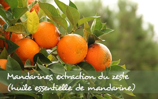 Mandarines Mandarines