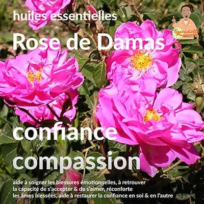 Rose de Damas : aromathérapie énergétique Rose de Damas : aromathérapie énergétique